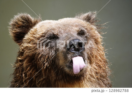 ヒグマの顔 ヒグマの顔 128982788