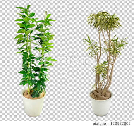 室內植物剪紙（透明背景） 128982805