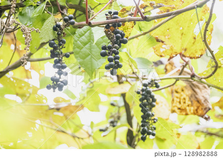秋に黒々と熟したヤマブドウの果実 128982888
