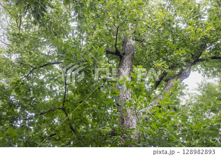 縄文時代に利用されていた最大のドングリ、ナラガシワの木 128982893