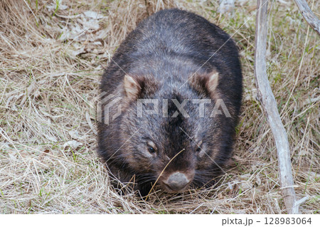 Wombat in Westerfolds Park in Australia Wombat in Westerfolds Park in Australia 128983064
