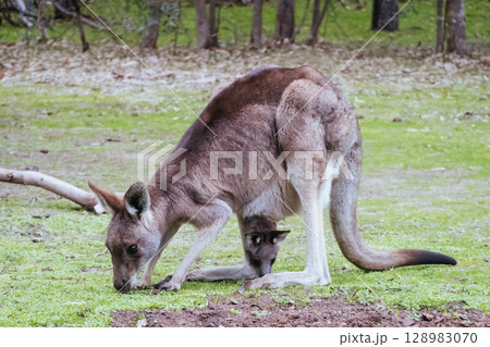 Kangaroo and Joey in Westerfolds Park Australia Kangaroo and Joey in Westerfolds Park Australia 128983070