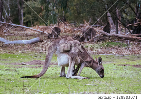 Kangaroo and Joey in Westerfolds Park Australia 128983071