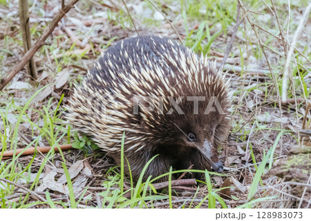 Echidna in Westerfolds Park in Australia Echidna in Westerfolds Park in Australia 128983073