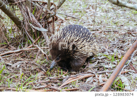 Echidna in Westerfolds Park in Australia Echidna in Westerfolds Park in Australia 128983074
