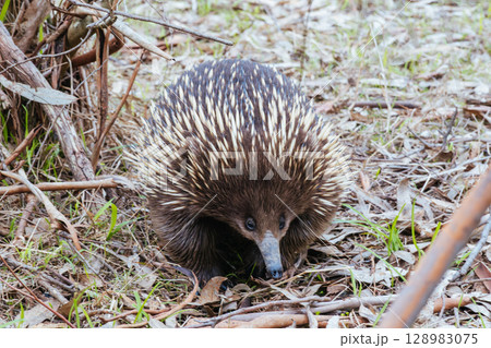 Echidna in Westerfolds Park in Australia Echidna in Westerfolds Park in Australia 128983075