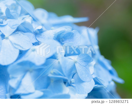 6月の花 雨の日のの紫陽花の花82 6月の花 雨の日のの紫陽花の花82 128983271