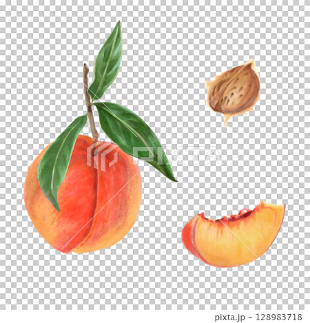 Red orange peach watercolor illustration set with whole fruit, twig, green leaves and pit. Realistic botanical drawing of tropical plant for summer flavors and designs isolated on white background Red orange peach watercolor illustration set with whole fruit, twig, green leaves and pit. Realistic botanical drawing of tropical plant for summer flavors and designs isolated on white background 128983718