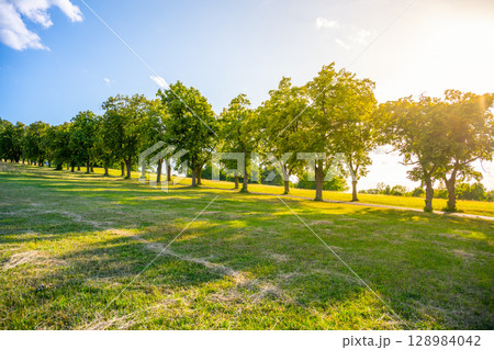 A beautiful avenue lined with tall deciduous trees greets visitors under a bright summer sky. The warm sunlight casts gentle shadows on the grassy lane and asphalt road. A beautiful avenue lined with tall deciduous trees greets visitors under a bright summer sky. The warm sunlight casts gentle shadows on the grassy lane and asphalt road. 128984042