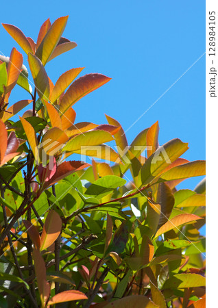 快晴の夏空とレッドロビンの葉 128984105