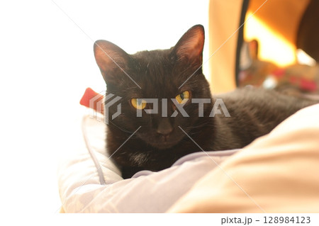 見つめる黒猫 ボンベイ 128984123