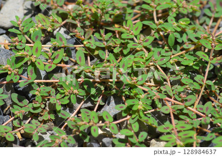 砂利敷きの地面に伸びるコニシキソウ 128984637