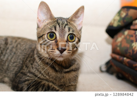 見つめるトラ猫 見つめるトラ猫 128984842