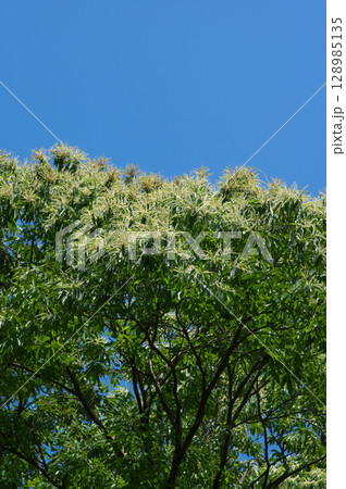花を咲かせた栗の木と青空 花を咲かせた栗の木と青空 128985135