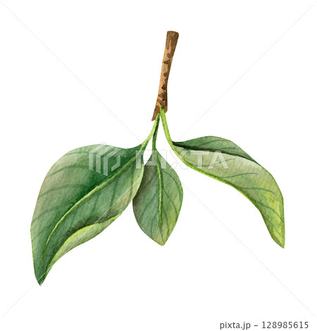 Watercolor branch with leaves, hand-drawn. Delicate, natural shades of green, light watercolor texture. Watercolor branch with leaves, hand-drawn. Delicate, natural shades of green, light watercolor texture. 128985615