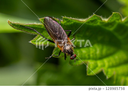 Predatory Empis spp. dance fly resting on green leaf in natural setting during warm afternoon light Predatory Empis spp. dance fly resting on green leaf in natural setting during warm afternoon light 128985738
