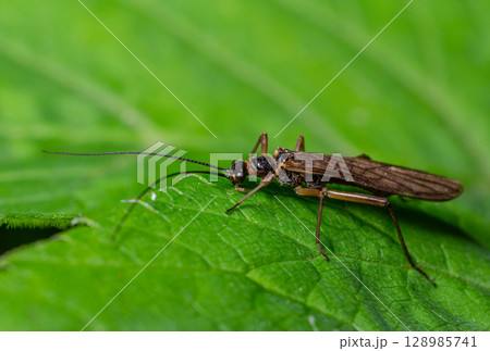 Stonefly resting on a green leaf in a freshwater habitat during daylight 128985741
