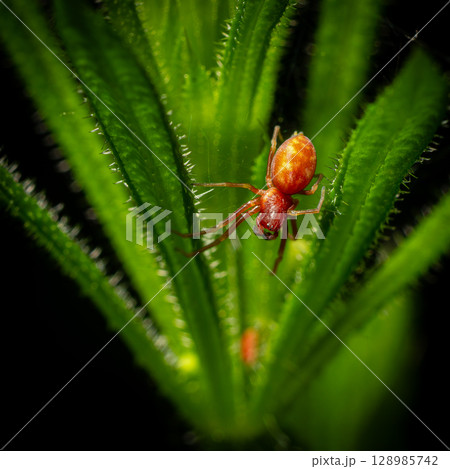 Close view of a small yellow mesh-web spider Nigma flavescens resting on a green leaf in a natural habitat during daytime 128985742