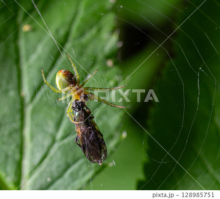 Bright green Araniella cucurbitina catches prey in its intricate orb web on a sunny morning in a garden 128985751