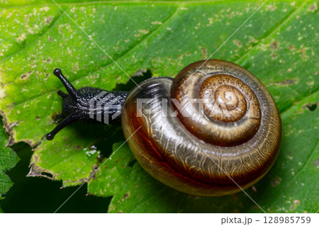 Garlic snail Oxychilus alliarius crawling on green leaf with intricate shell detail captured in natural habitat during daylight 128985759