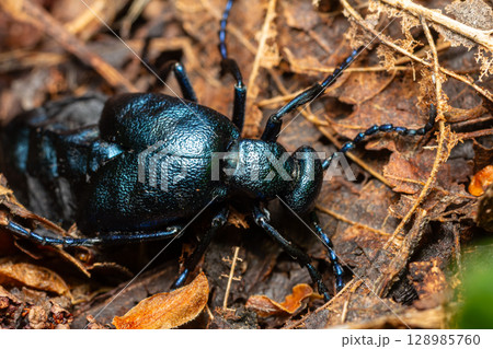 Meloe sp. Blister Beetle crawling among dried leaves in a natural habitat at dusk Meloe sp. Blister Beetle crawling among dried leaves in a natural habitat at dusk 128985760