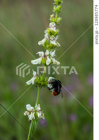 Red-tailed bumblebee gathering nectar from Stachys sp. flower in a lush meadow during summer afternoon Red-tailed bumblebee gathering nectar from Stachys sp. flower in a lush meadow during summer afternoon 128985774
