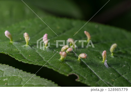 Detailed view of Eriophyes sp. Erineum Gall formation on leaf surfaces in a natural setting 128985779