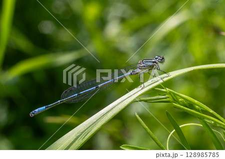 Azure damselfly resting on a green leaf in a sunny field near a water source during summer 128985785