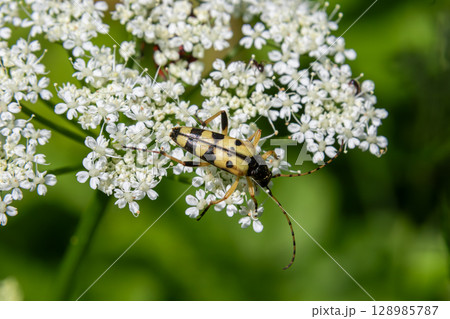Four-banded longhorn beetle on delicate white flowers in a lush green environment highlighting seasonal beauty Four-banded longhorn beetle on delicate white flowers in a lush green environment highlighting seasonal beauty 128985787
