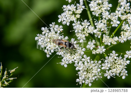 Eristalis tenax the drone fly pollinates delicate white flowers in a sunny garden during the summer afternoon 128985788