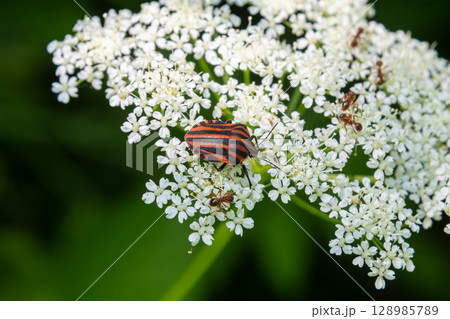 Detailed view of Graphosoma lineatum a striped bug resting on delicate white flowers in a vibrant green environment 128985789