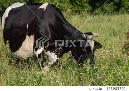 Holstein cow grazing in a lush green pasture on a sunny day in the countryside during summer 128985792