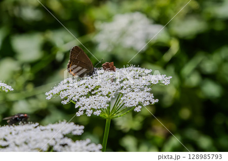 Green Hairstreak butterfly foraging on white wildflower in a sunny meadow during springtime in the countryside 128985793