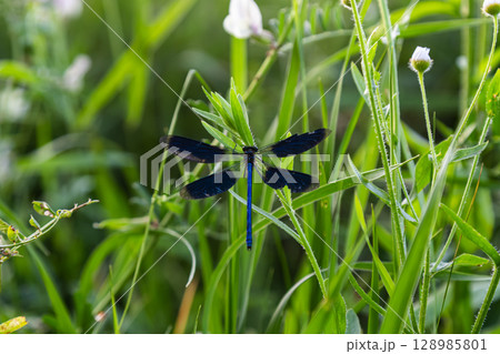 Banded Demoiselle perched on lush green vegetation in a tranquil natural habitat during daylight hours 128985801