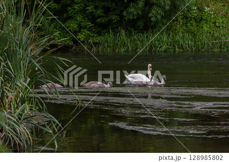 Mute swan gliding with cygnets on a tranquil green pond during a warm afternoon 128985802