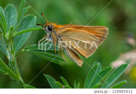 Large Skipper butterfly Ochlodes sylvanus resting on a green plant during summer in the meadow 128985812