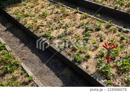 Strawberry plant in garden bed with wooden frame, mulched with straw. 128986078