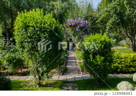 Landscape garden with a path leading through lush green bushes. 128986081