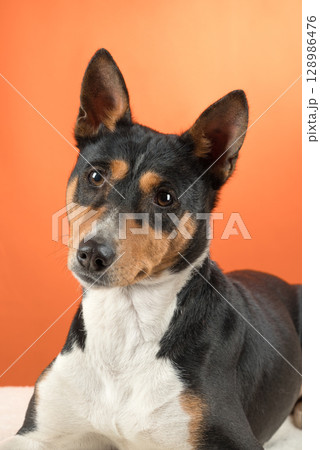Portrait basenji dog on colored background in studio 128986476