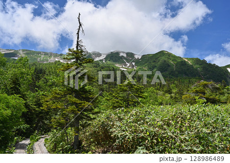 夏の栂池自然園と残雪の白馬連峰／長野県 128986489