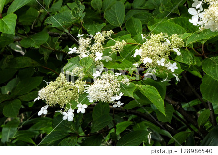 八幡平に咲くツルアジサイの白い花 128986540
