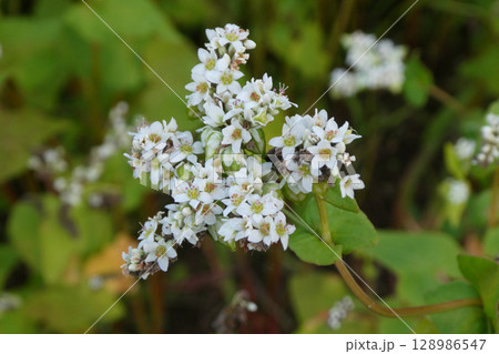 岩手県八幡平の蕎麦の花と実 128986547