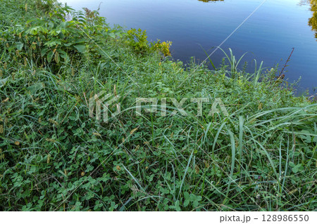 秋の気配が感じられる若いすすきが風に揺れる川岸の風景　 128986550
