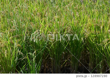 コメ(稲作)イメージ (rice field image) コメ(稲作)イメージ (rice field image) 128987280