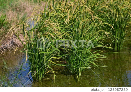 コメ(稲作)イメージ (rice field image) 128987289