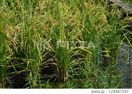 コメ(稲作)イメージ (rice field image) コメ(稲作)イメージ (rice field image) 128987297