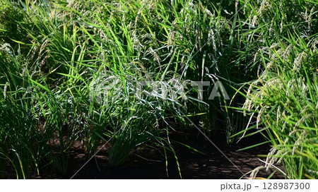 コメ(稲作)イメージ (rice field image) コメ(稲作)イメージ (rice field image) 128987300
