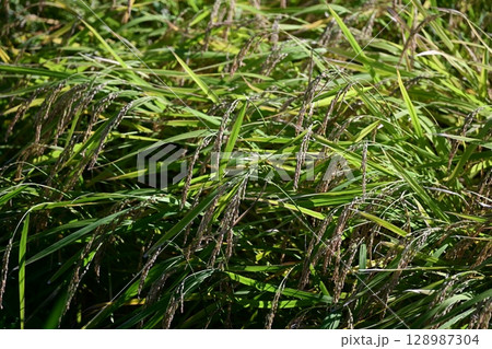 コメ(稲作)イメージ (rice field image) 128987304