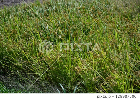 コメ(稲作)イメージ (rice field image) 128987306