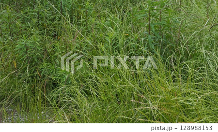 空き地　荒地　雑草　土地　vacant lot 128988153
